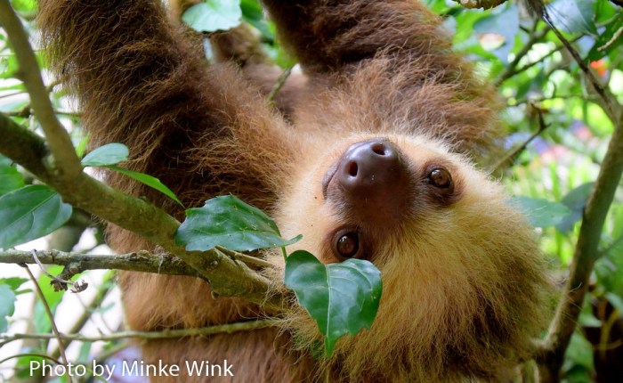 A sloth’s guide to&nbsp;exercise