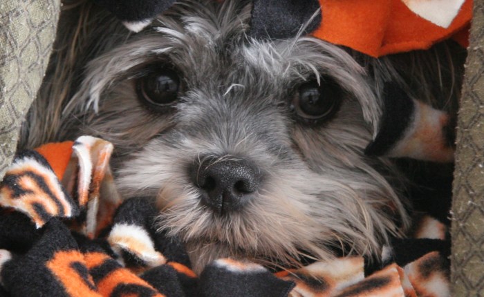 The bestest little&nbsp;buddy